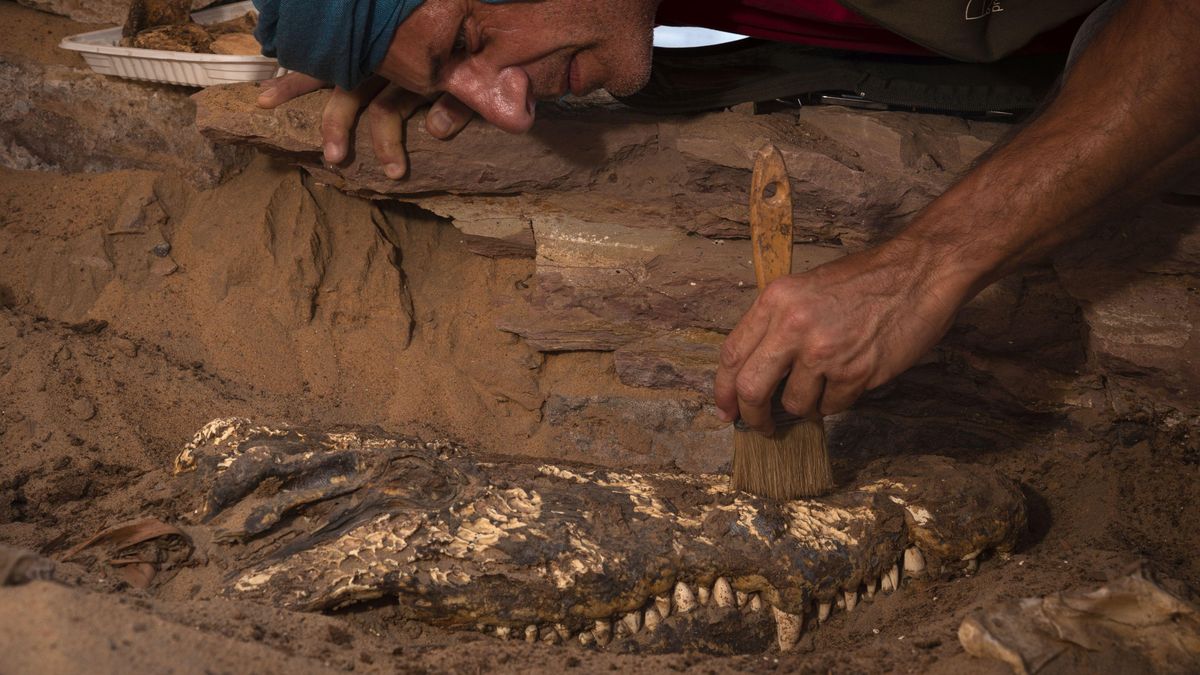 Fotky krokodýlích mumií: V egyptské hrobce jich archeologové našli deset